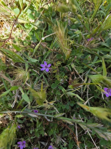 iNaturalist observation photo of Redstem Stork's-bill