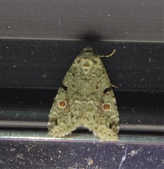 Maliattha concinnimacula