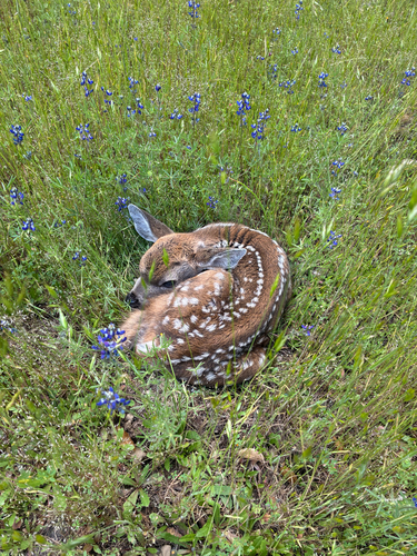 iNaturalist observation photo of Mule Deer