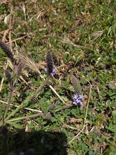 iNaturalist observation photo of western vervain