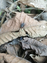 Sarcophagidae