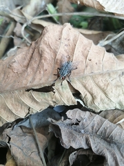 Sarcophagidae
