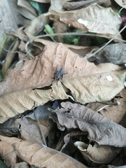 Sarcophagidae