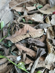 Sarcophagidae