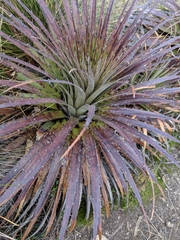Puya clava-herculis