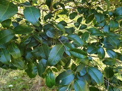Diospyros pentamera