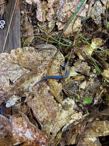 iNaturalist observation photo of Western Skink