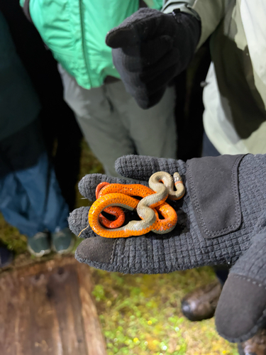 iNaturalist observation photo of Ring-necked Snake