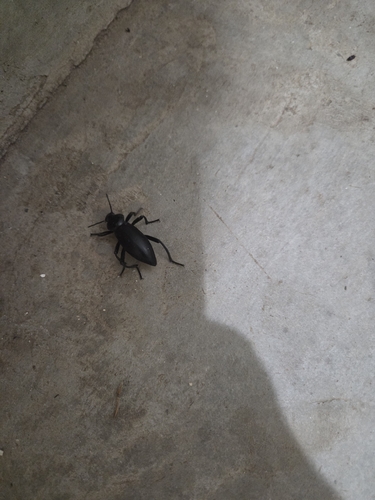 iNaturalist observation photo of Dentate Stink Beetle