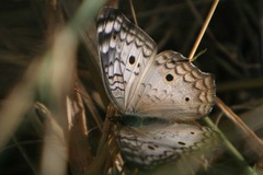 Anartia jatrophae