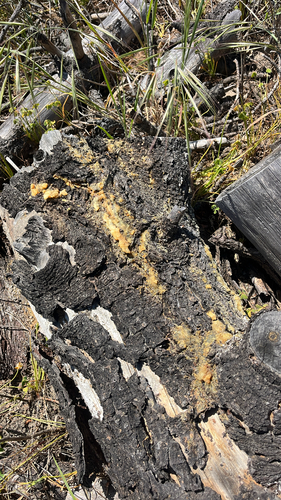 iNaturalist observation photo of Fungi Including Lichens