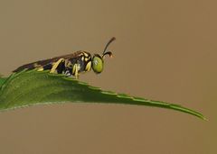 Ammatomus