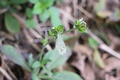 Leptosia nina niobe