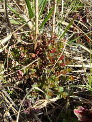 Hypericum tetrapterum