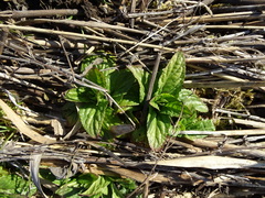 Scrophularia umbrosa