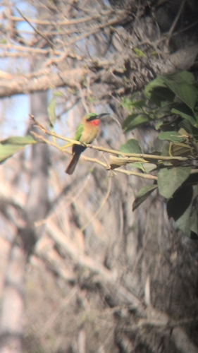 Red-throated Bee-eater