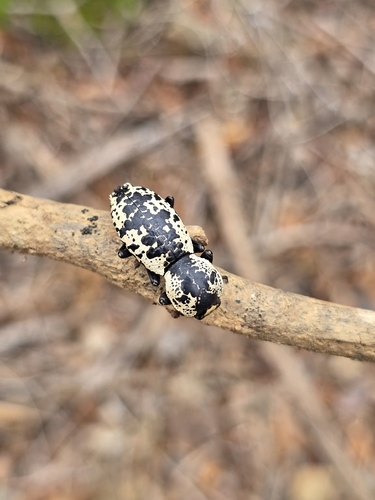 Zopherus nodulosus (Zopherus nodulosus)