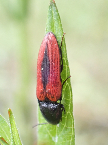 black-centered click beetle, Lonneker-West, Enschede, Netherlands, photo 10 of 10