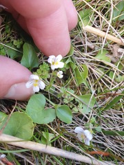 Euphrasia cheesemanii
