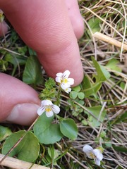 Euphrasia cheesemanii