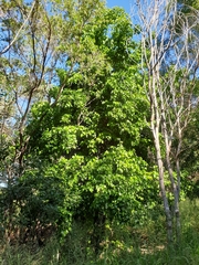 Barklya syringifolia