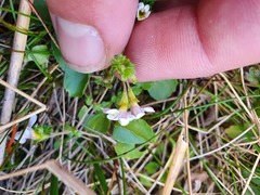 Euphrasia cheesemanii