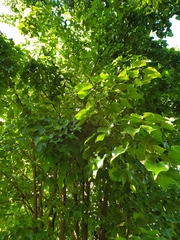 Barklya syringifolia