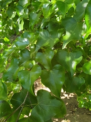 Barklya syringifolia