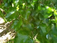 Barklya syringifolia