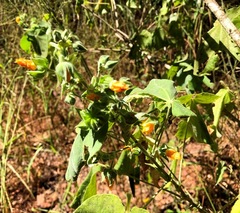 Abutilon auritum