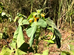 Abutilon auritum