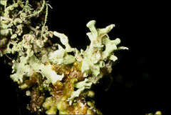 Ramalina inflata