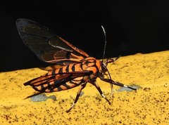 Amata grotei