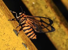 Amata grotei