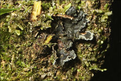 Sticta limbata