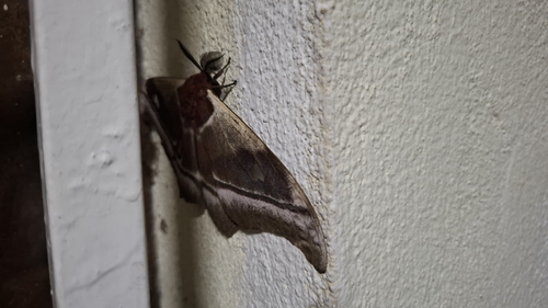 Madagascan emperor moth