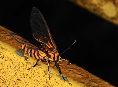 Amata grotei