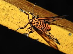 Amata grotei