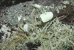 Usnea scabrida
