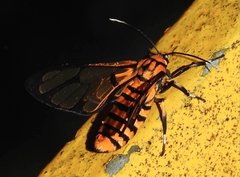 Amata grotei