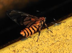 Amata grotei