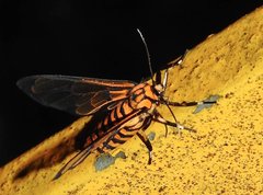 Amata grotei