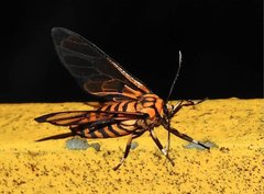 Amata grotei