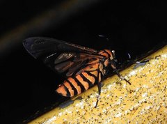 Amata grotei