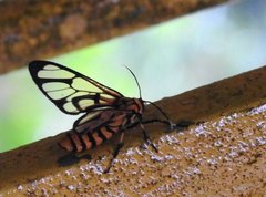 Amata grotei