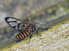 Amata grotei