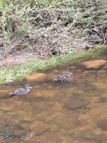 iNaturalist image