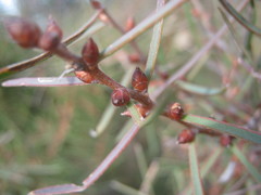 Hakea carinata