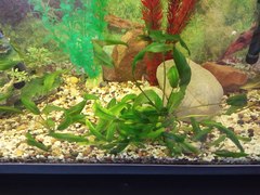 Cryptocoryne