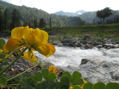 Securigera orientalis